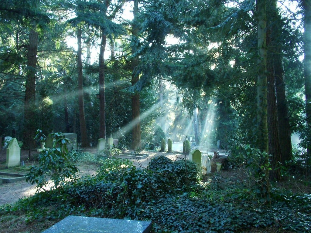 Wooded cemetery with sunlight streaming through the trees.