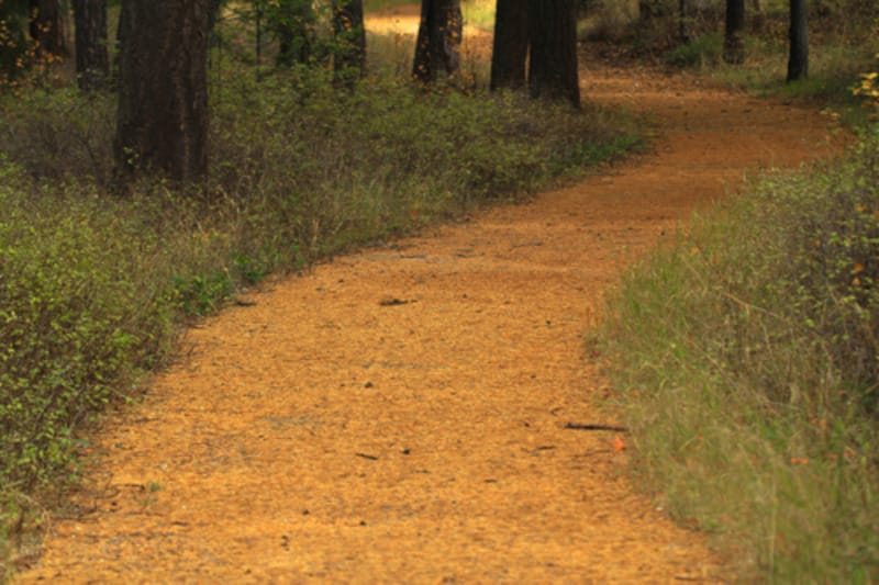 Image of a footpath through a forest with grasses and sparse underbrush.